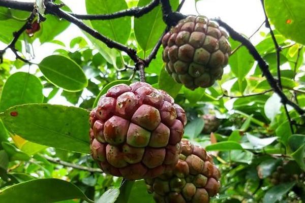 这种野生水果，经过专家研究，种植在家中，也是不错的选择