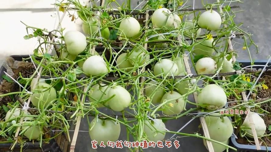教你在秋季用废弃的水果筐种植甜瓜,方法简单又高产,值得一试!