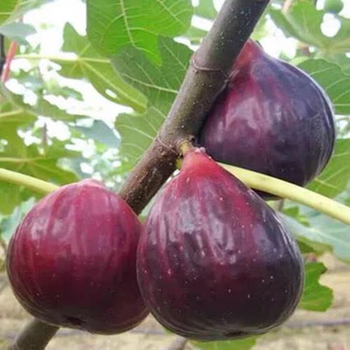 惜轩堂无花果苗特大波姬红南方北方四季阳台盆栽种植水果果树苗当年