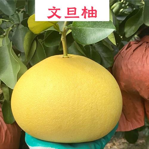 玉环文旦柚子树苗嫁接苗特大南方种植水果树果苗盆栽大全大柚子树