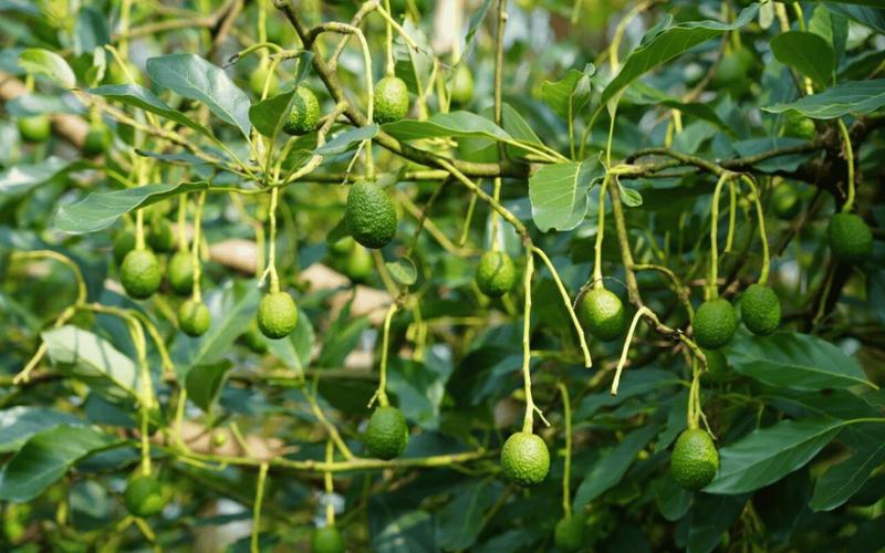 普洱 念好“水果经” 做强“果文章”——水果种植铺就乡村振兴“甜蜜路”